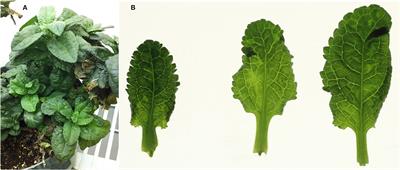 A Mixed Infection of Helenium Virus S With Two Distinct Isolates of Butterbur Mosaic Virus, One of Which Has a Major Deletion in an Essential Gene